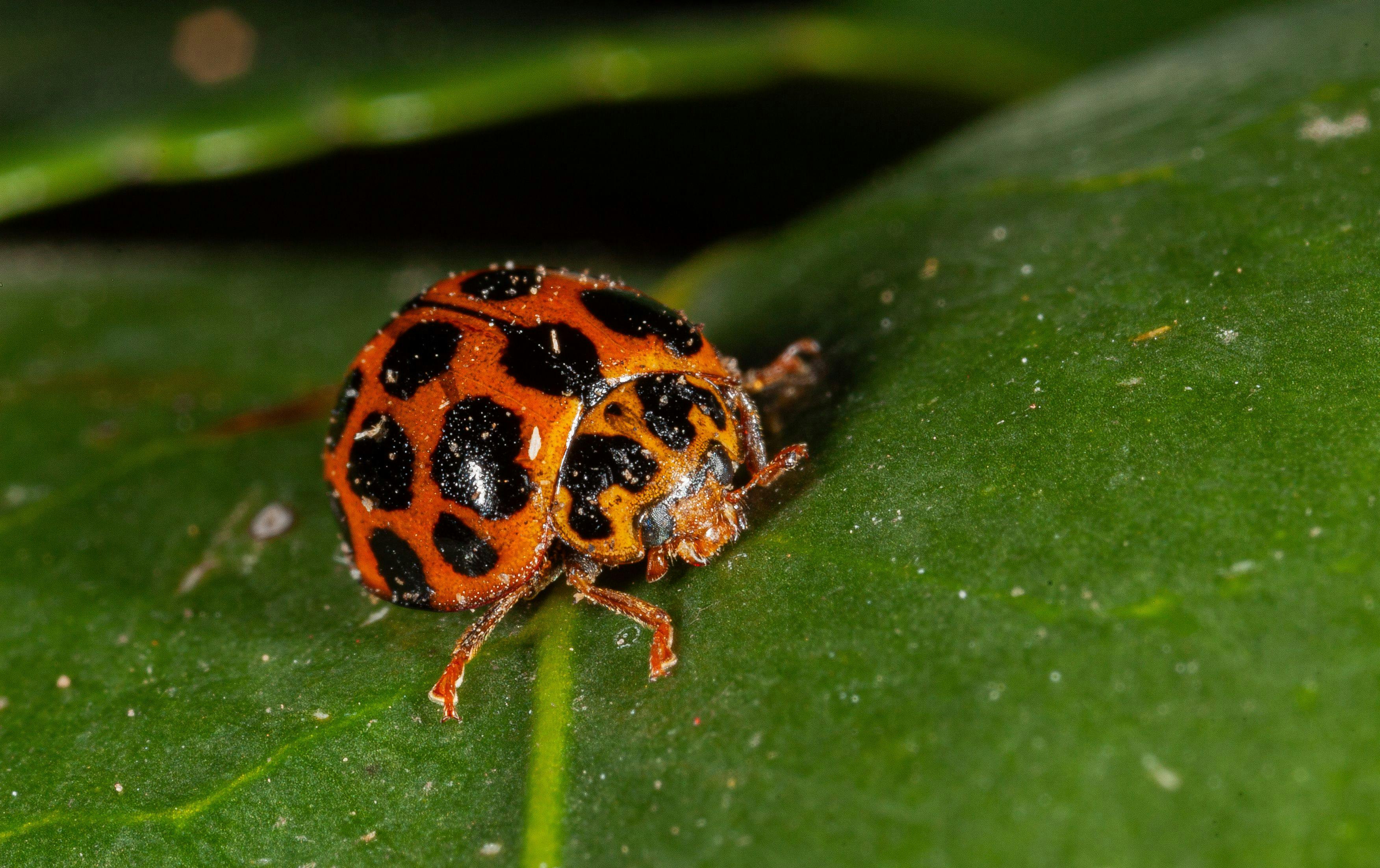 Ladybird beetles