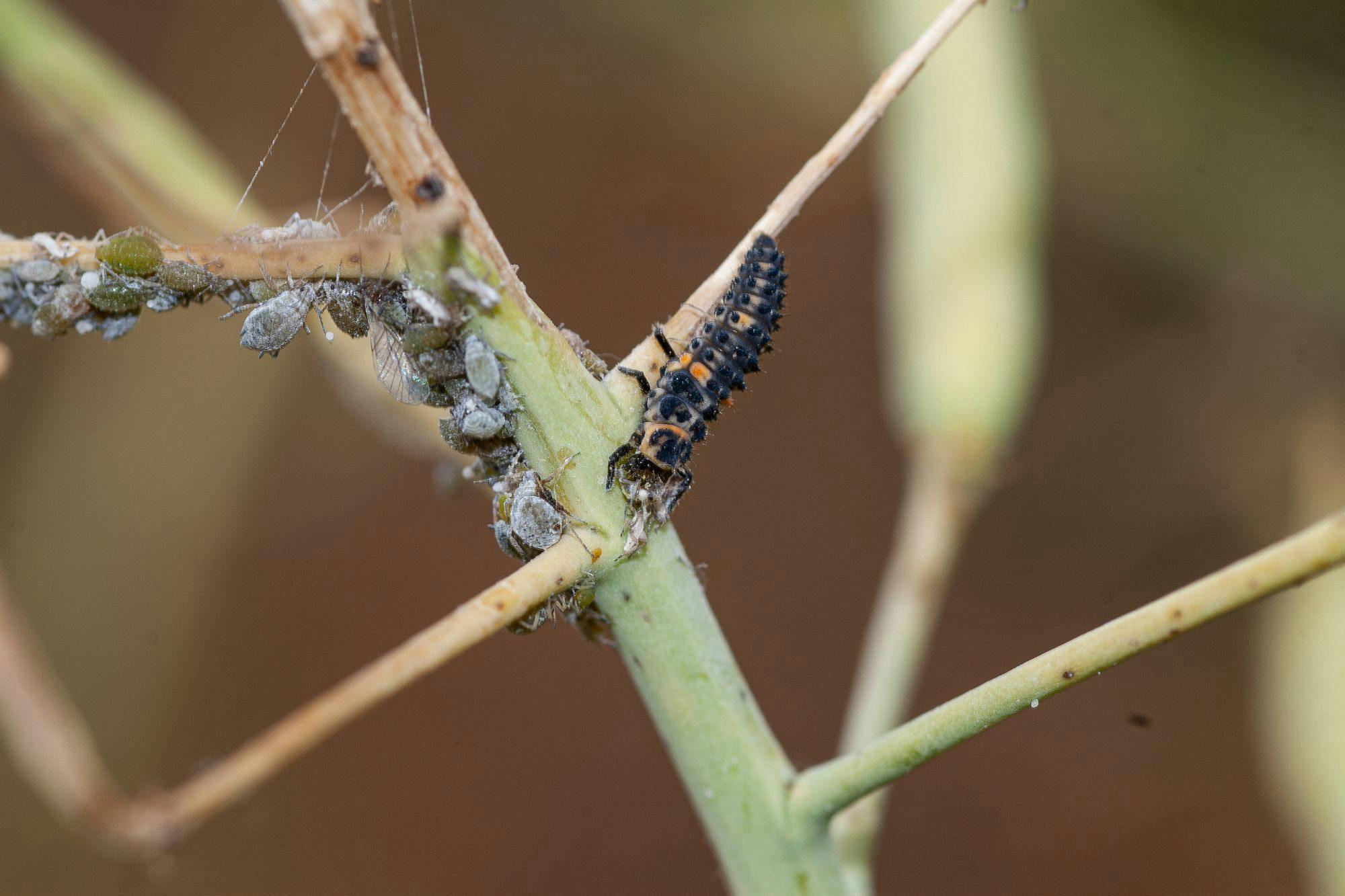 Ladybird beetle larvae - Photo by Andrew Weeks