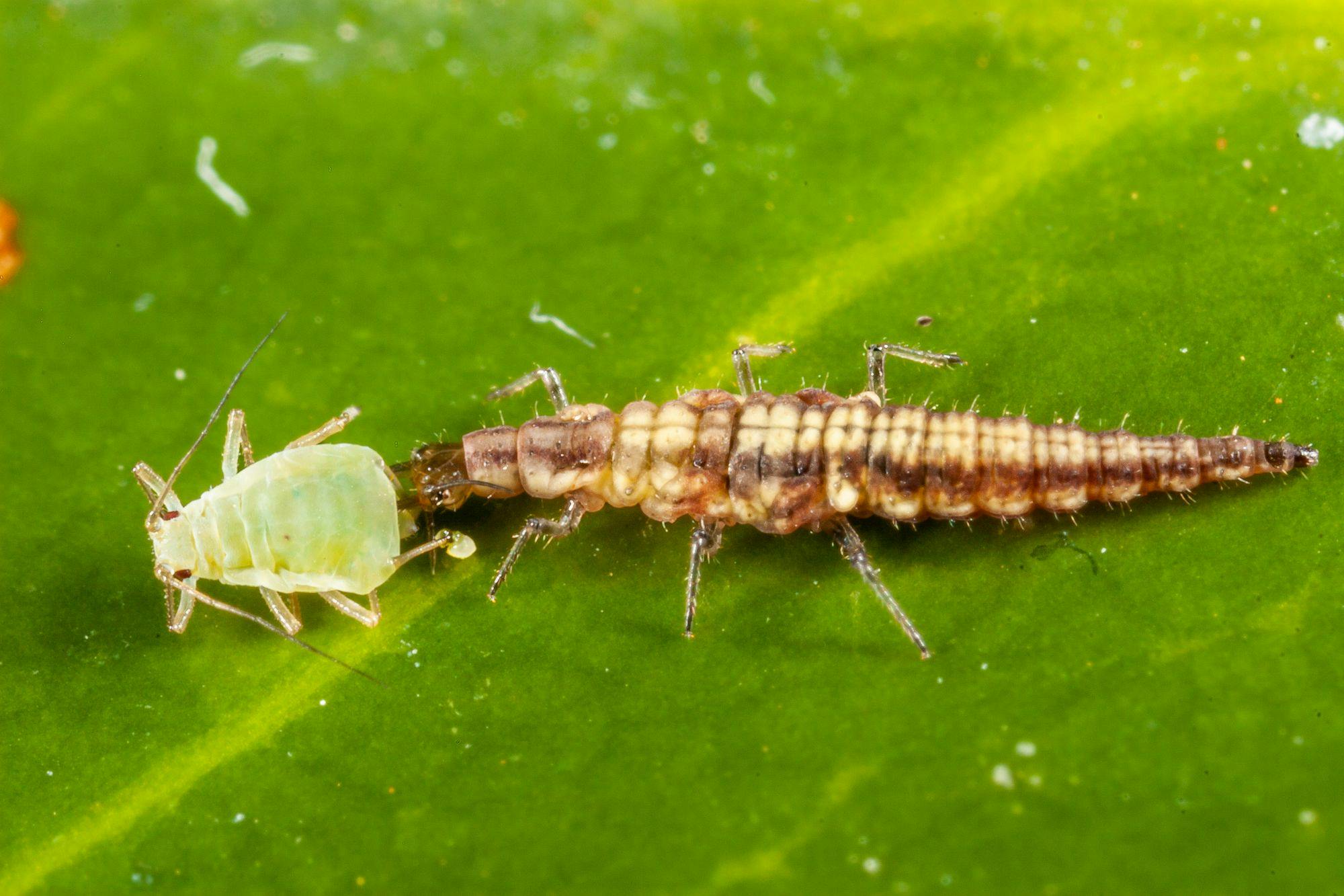 Brown lacewing larvae eating an adult aphid - Photo by Andrew Weeks, Cesar Australia