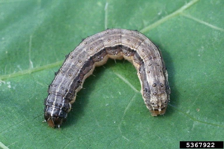 Fall armyworm