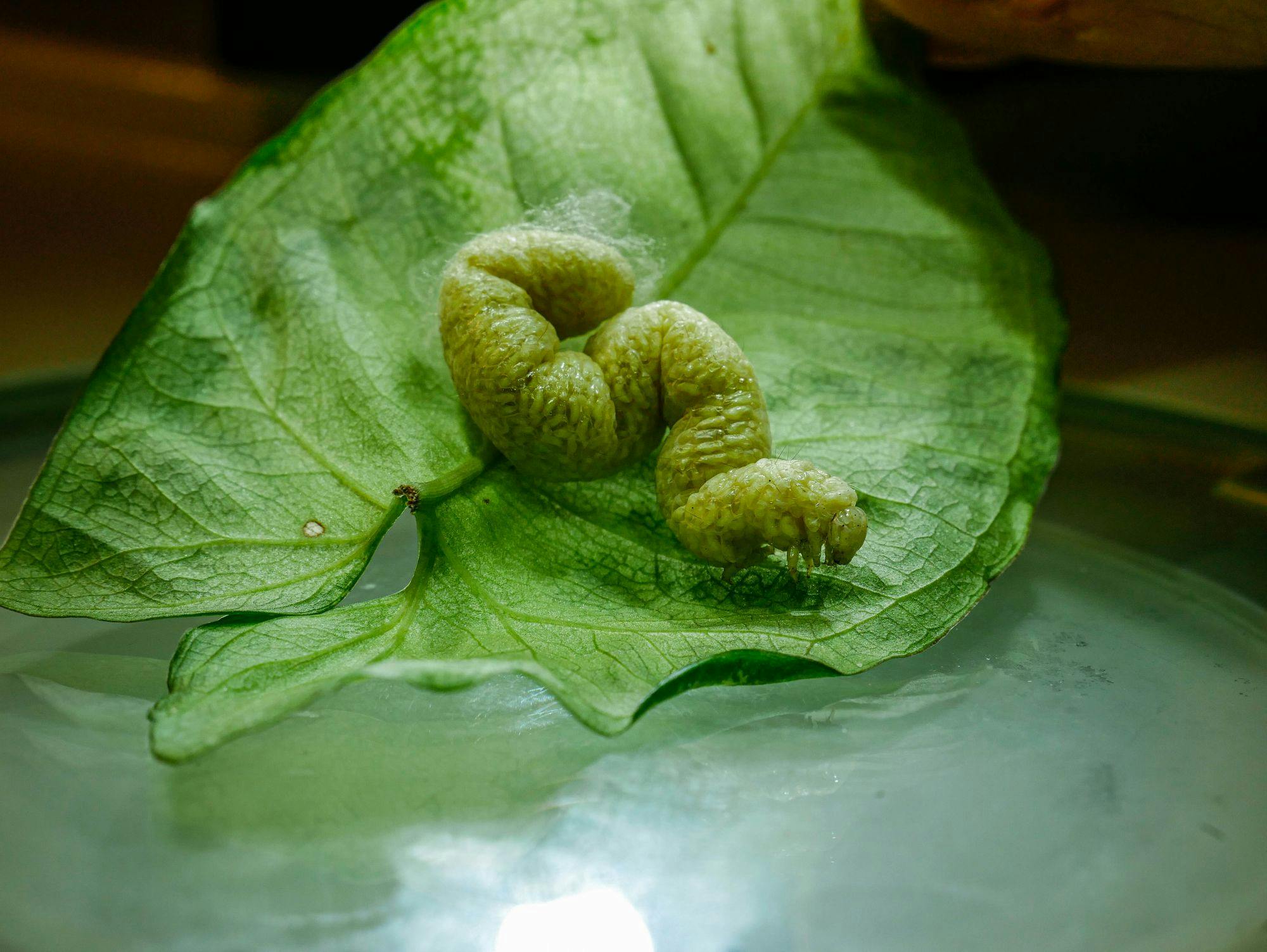 A caterpillar filled with parasitoid pupae. Photo by Leo McGrane, Cesar Australia.