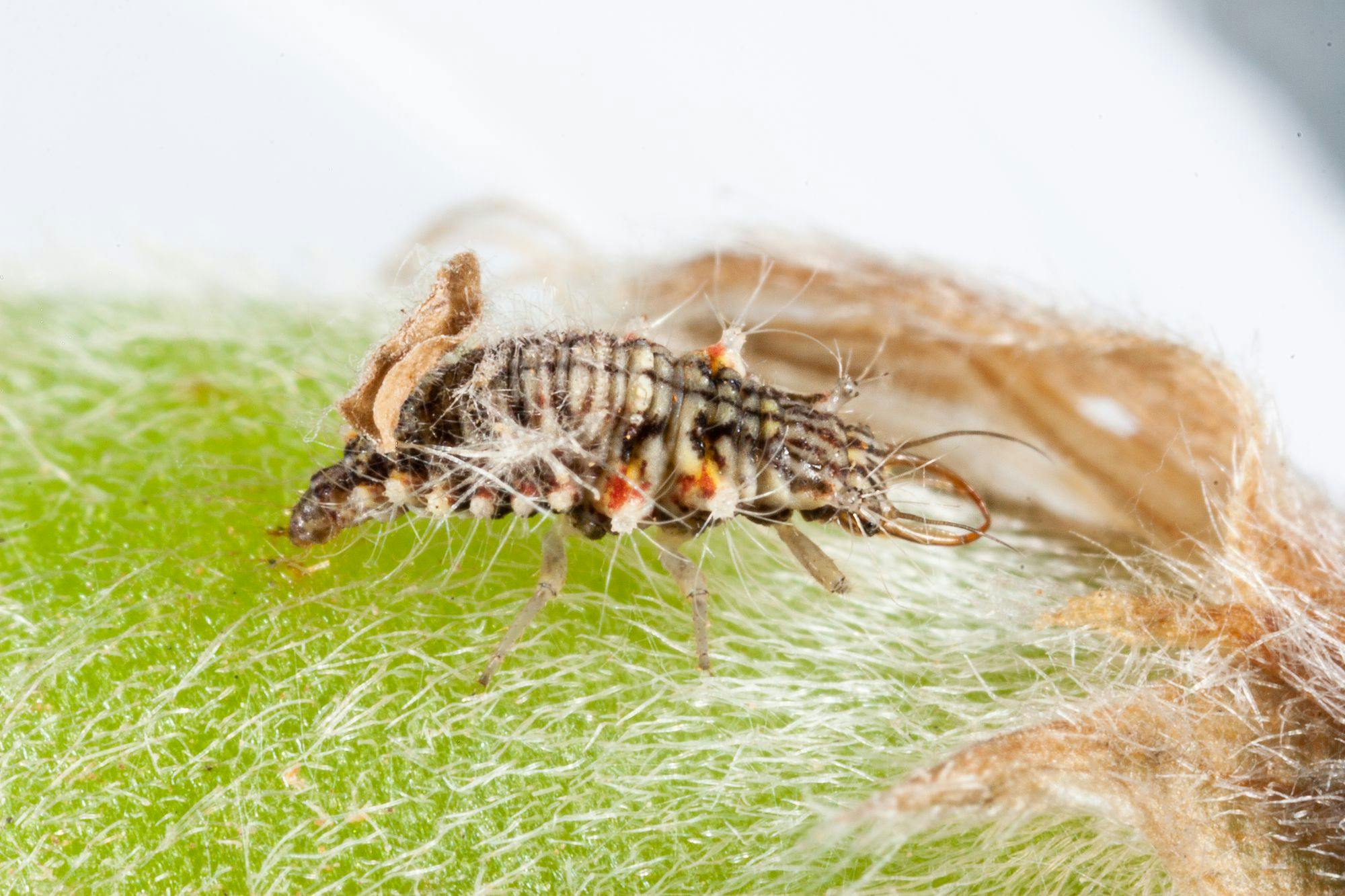 Green Lacewing Larvae - Photo by Andrew Weeks, Cesar Australia