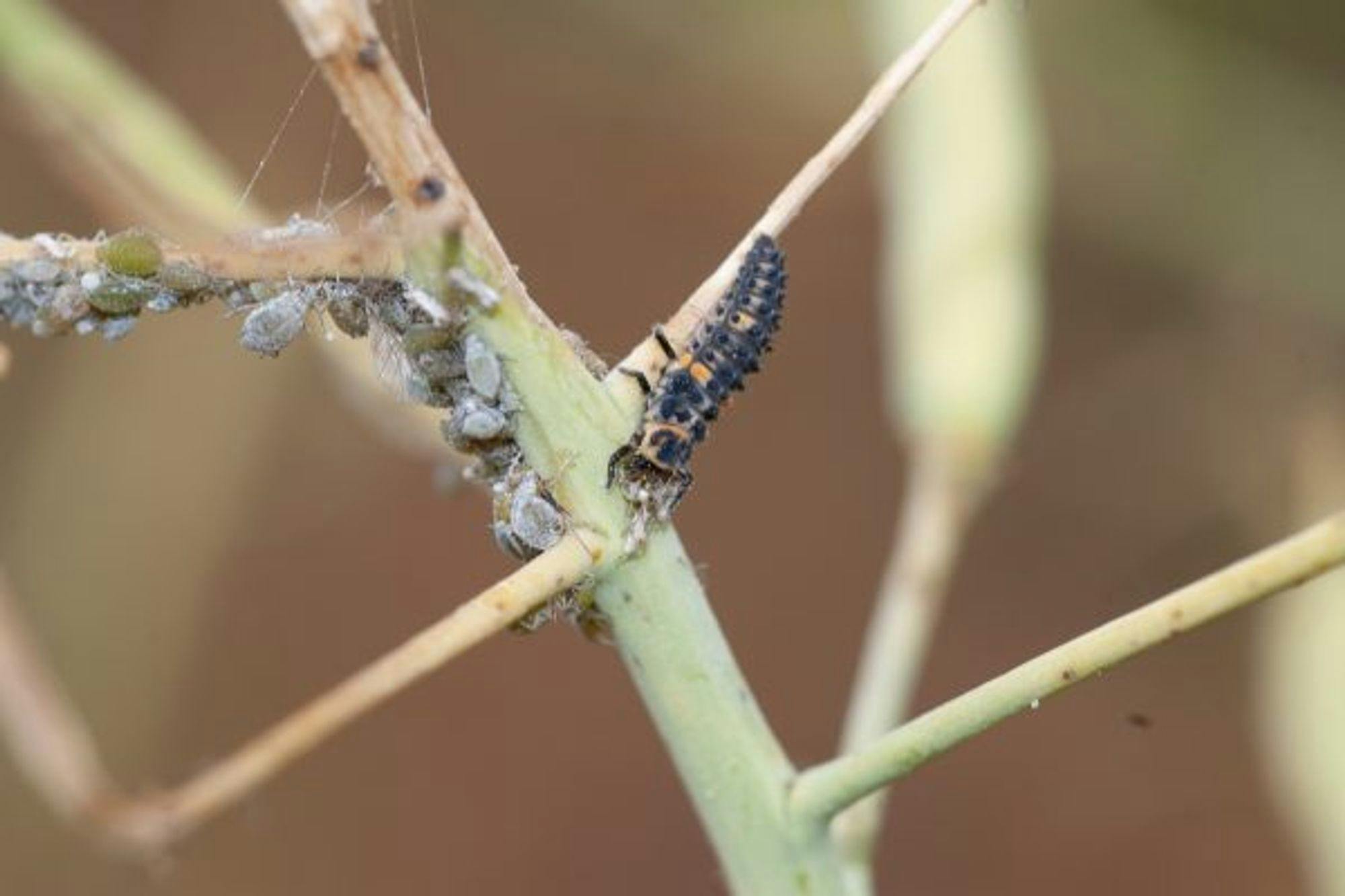 A ladybird larva – photo by Andrew Weeks, Cesar Australia