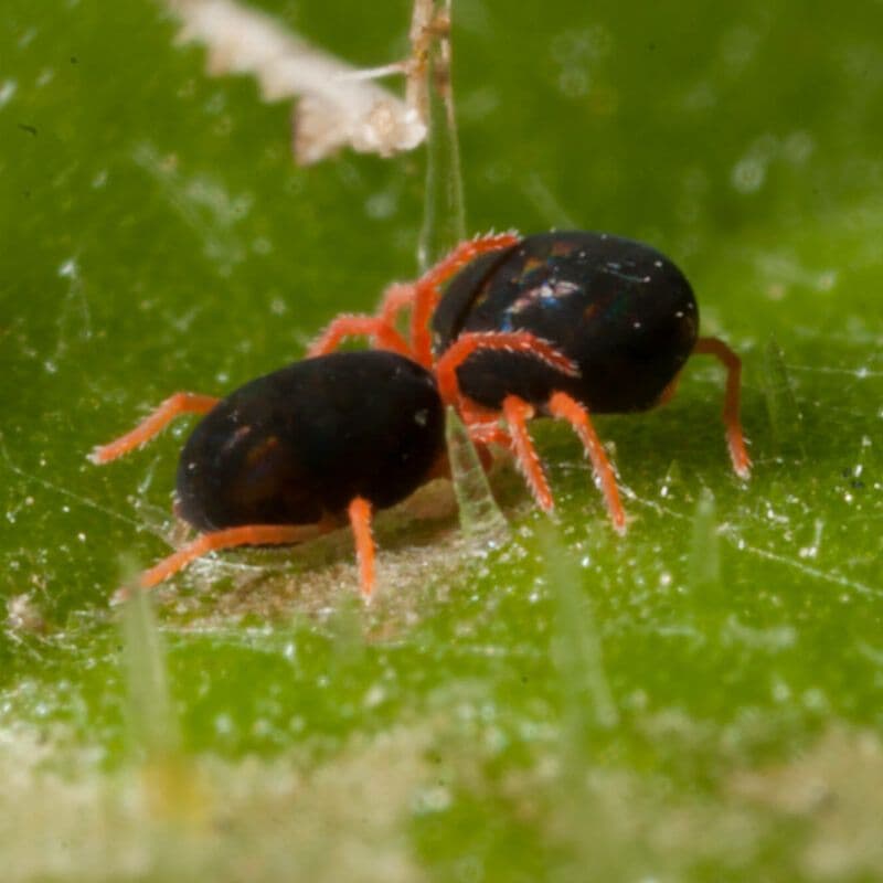 Redlegged earth mite