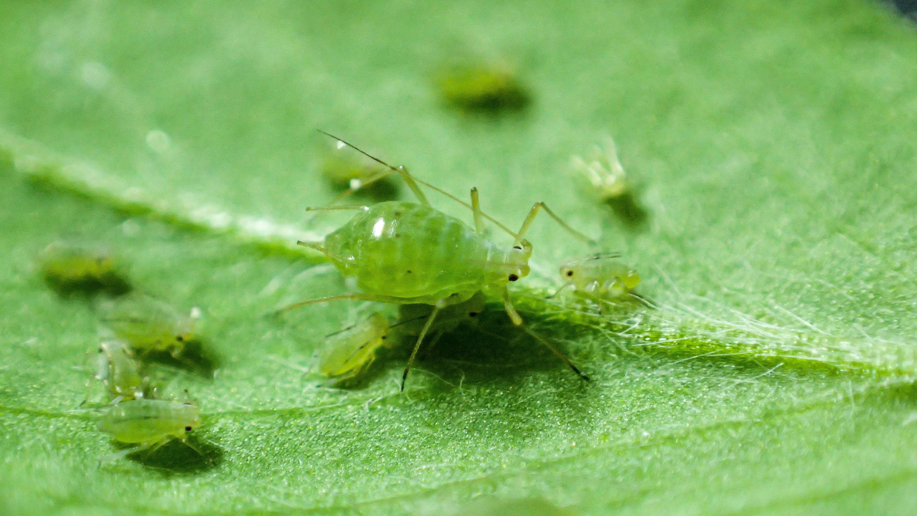 Bluegreen aphid
