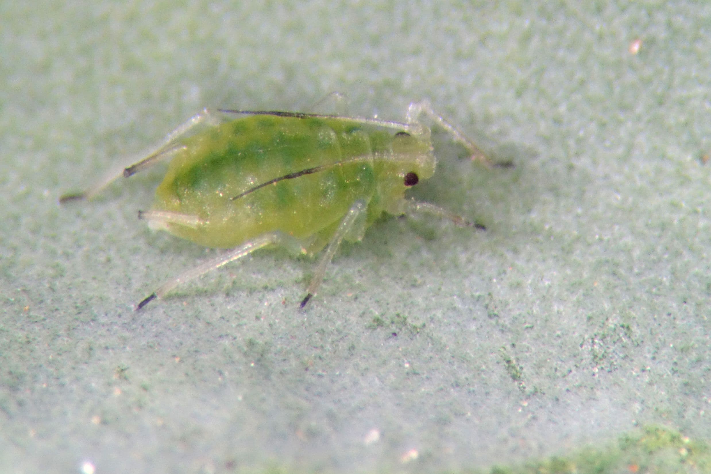 Spirotetramat resistance in Australian green peach aphids